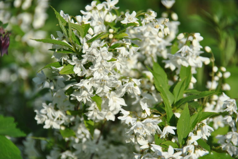 Des petits arbustes à fleurs pour créer une haie libre basse Les