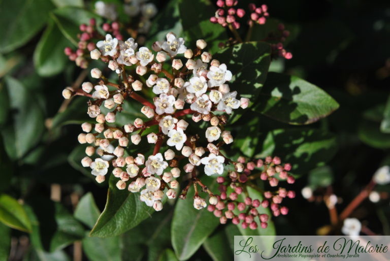 Une Haie Champ Tre Les Jardins De Malorie