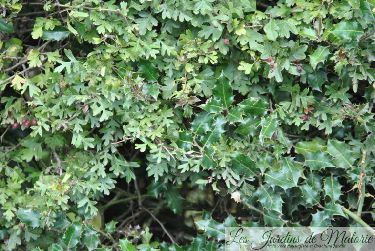 Une Haie Champ Tre Les Jardins De Malorie