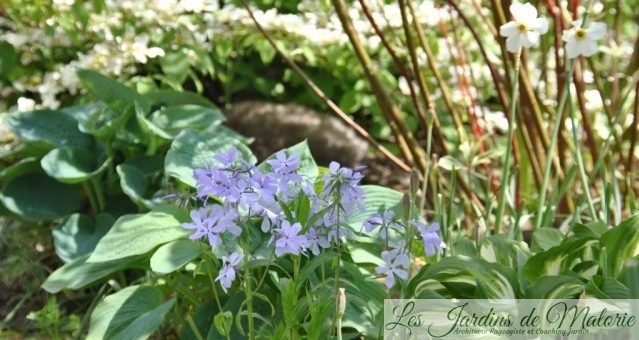 Floraisons bleu/violet du printemps (suite)