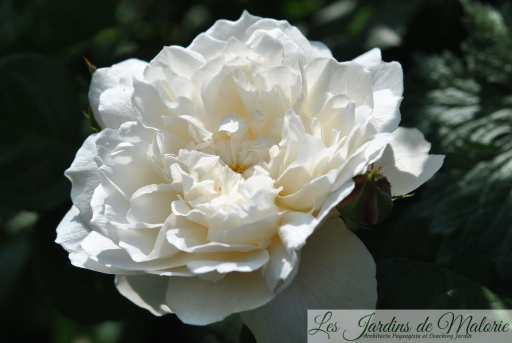 rosa 'William et Catherine'