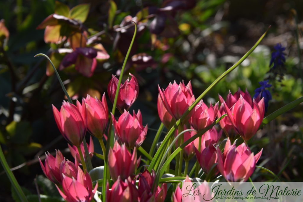 tulipes botaniques 'Little Beauty'