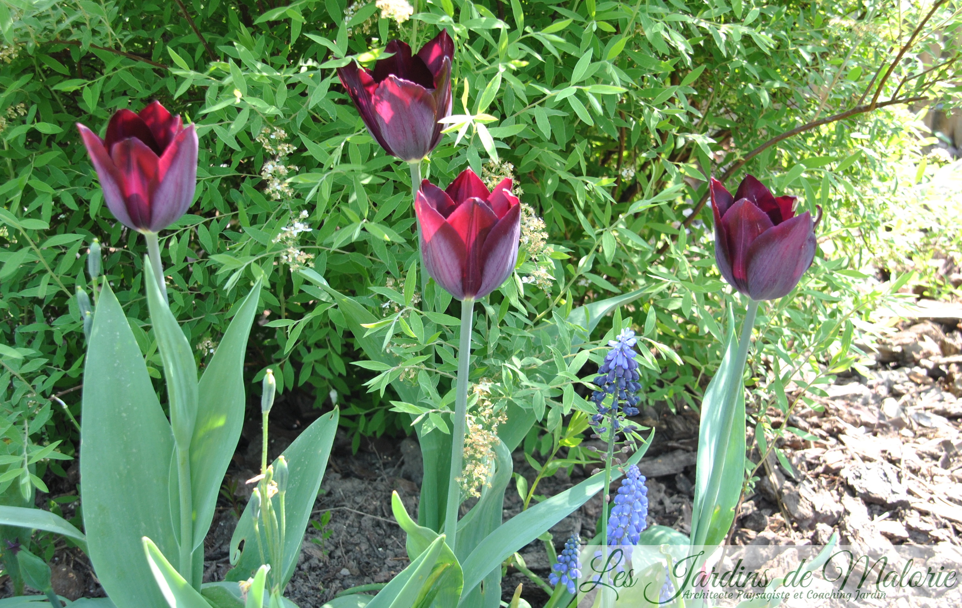 Tulipe simple tardive 'Queen of Night' (Reine de la Nuit) - Les Jardins de  Malorie