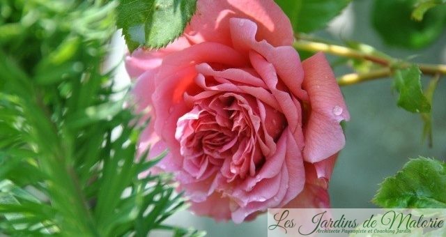 Chroniques de mon jardin : Roses du jour