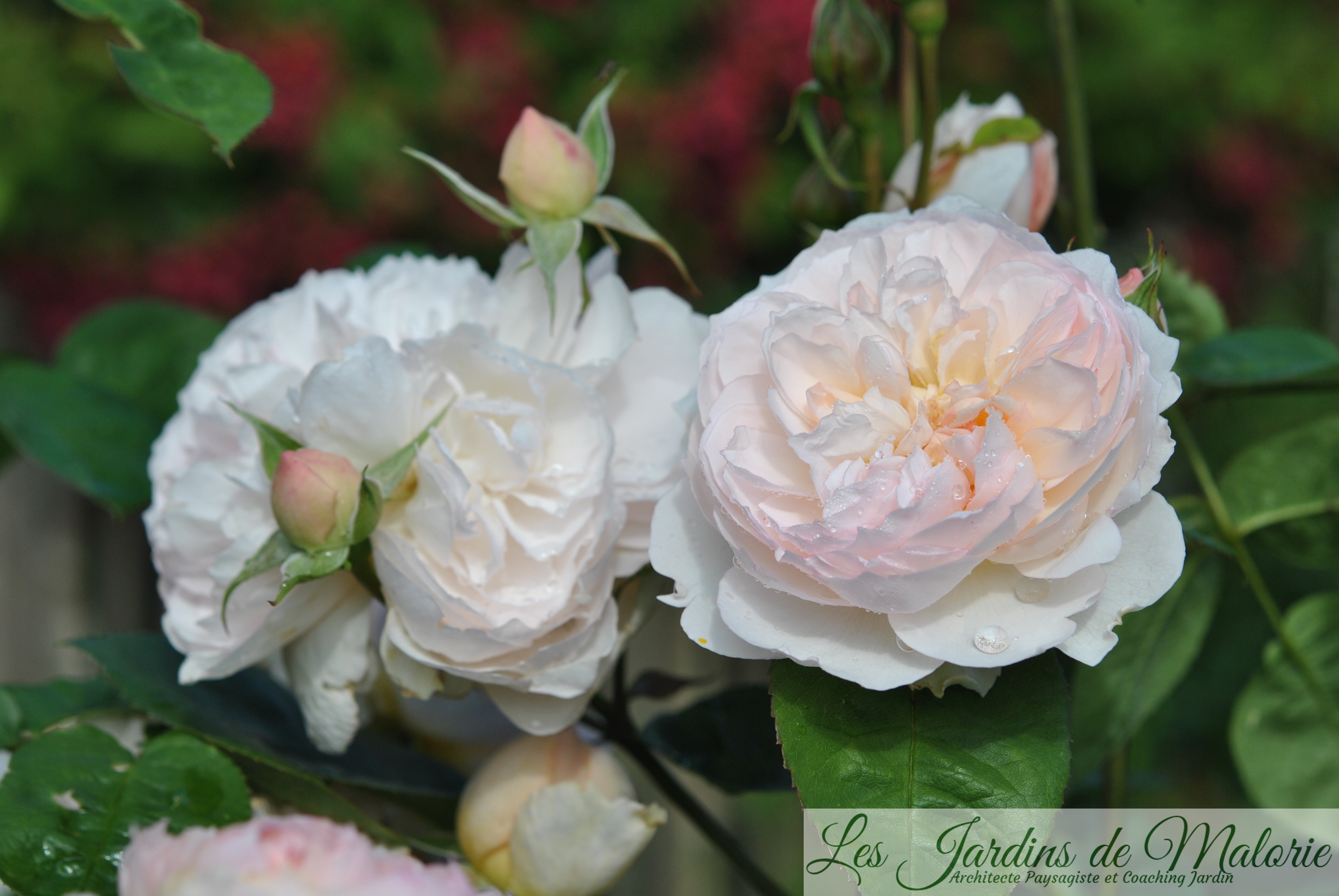 Focus sur le rosier 'Gentle Hermione' - Les Jardins de Malorie