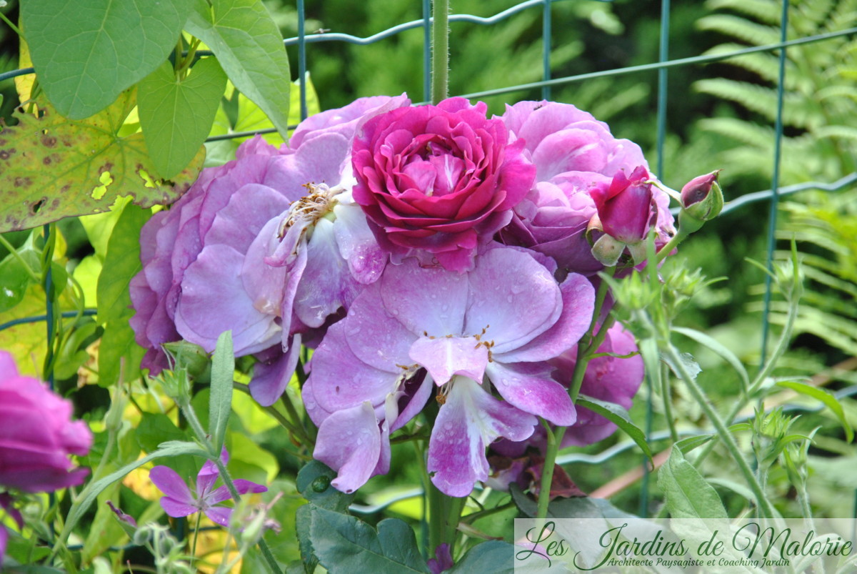 rosa 'Blue Eden' (fanaison)