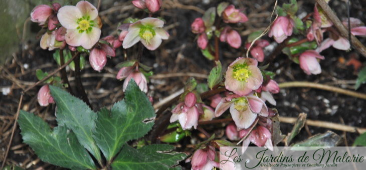 L’Hellebore Nigercors Silvermoon 