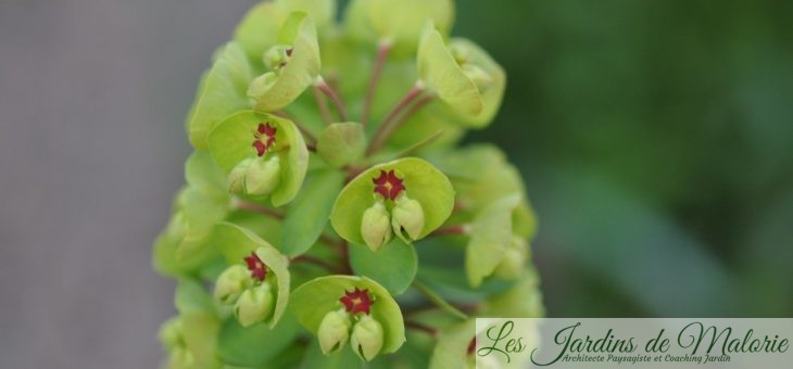 Euphorbia x ‘Martinii