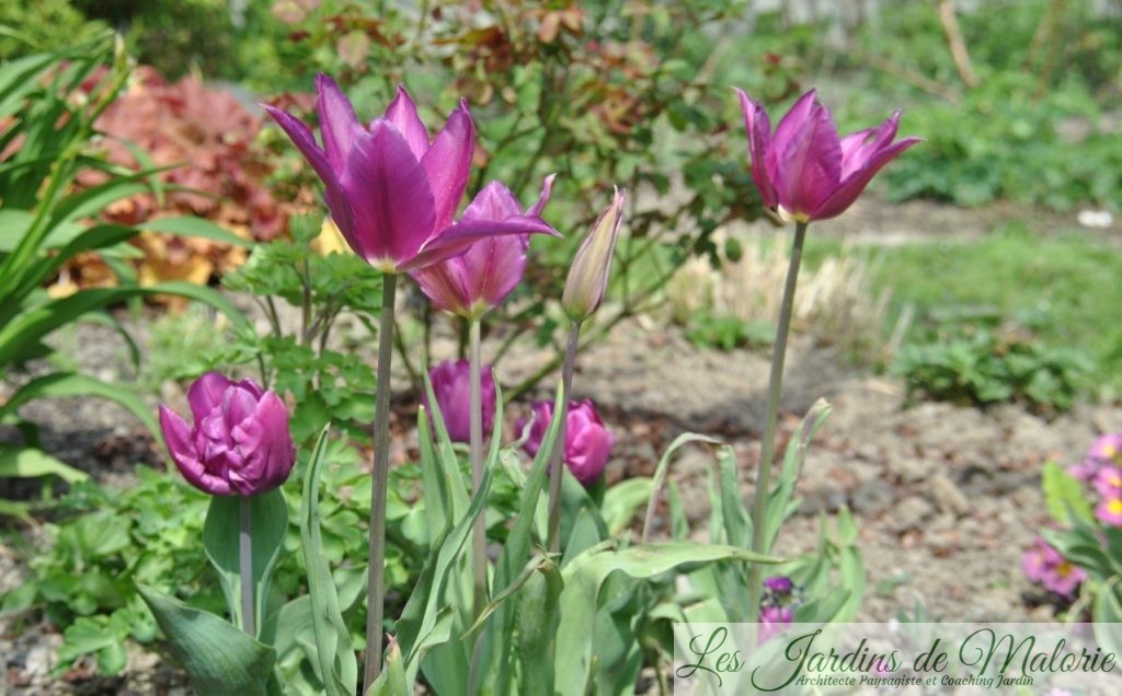 🌷 Tulipes fleur de lys 'Burgundy' - Les Jardins de Malorie