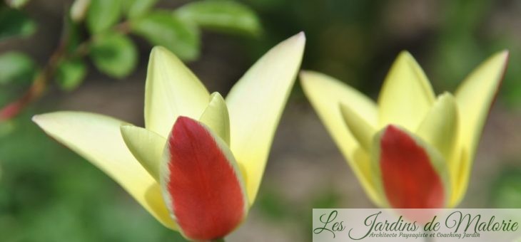 Tulipa clusiana ‘Cynthia’, discrètes et extravagantes