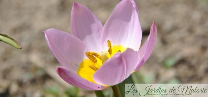 Tulipa Bakeri ‘Lilac Wonder’