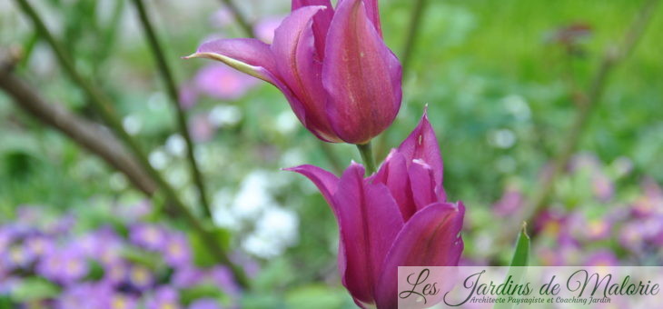 🌷 Tulipes fleur de lys ‘Burgundy’