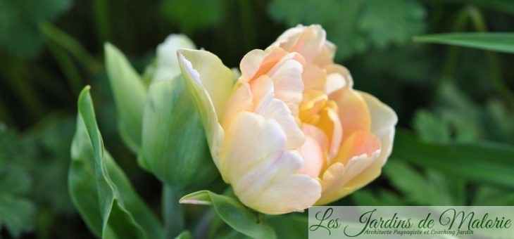 Tulipa ‘Charming Lady’