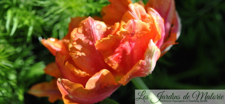 Tulipa ‘Willem van Oranje’