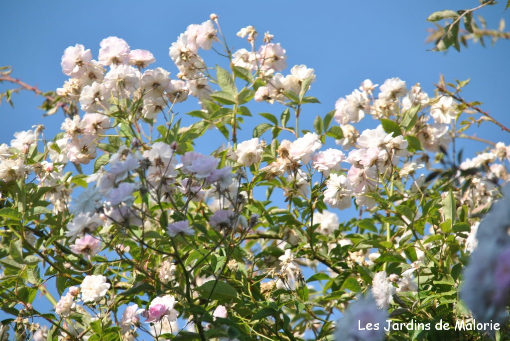 Focus sur le rosier liane 'Paul 's Himalayan Musk', un géant! - Les