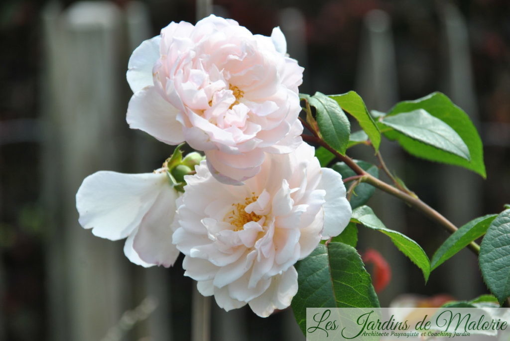 rosa 'The Generous Gardener'