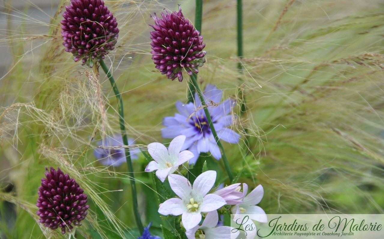 Ail, ail, ail, Allium! L'ail d'ornement - Les Jardins de Malorie