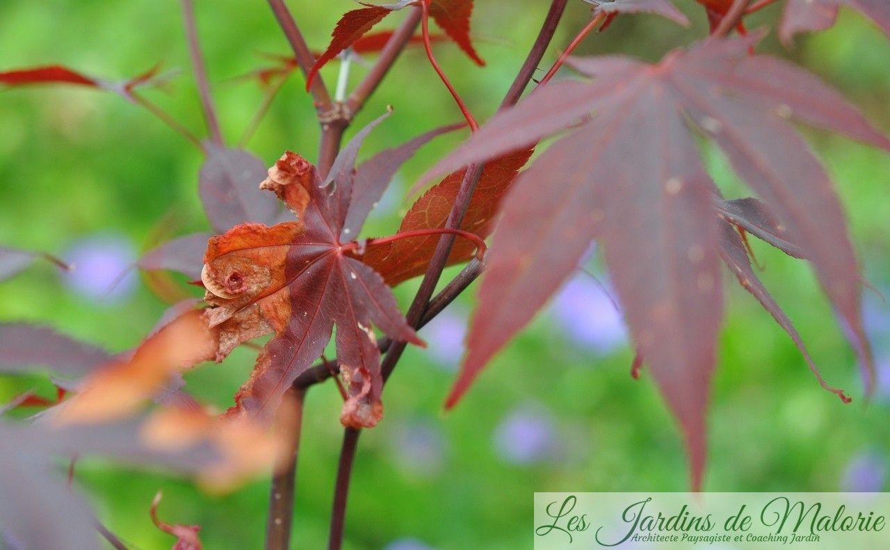 Erables du Japon, gare à la verticilliose! Les Jardins de Malorie