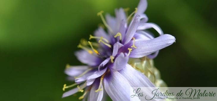 Fleurs bleu/violet de juillet