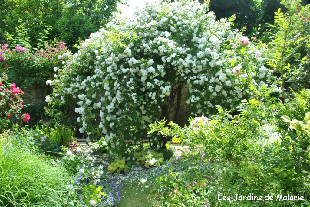 rosa 'Neige d'Avril' dans le jardin personnel d'André Eve
