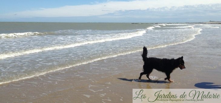 🐶 Les Chroniques de mon chien: Nala à la mer