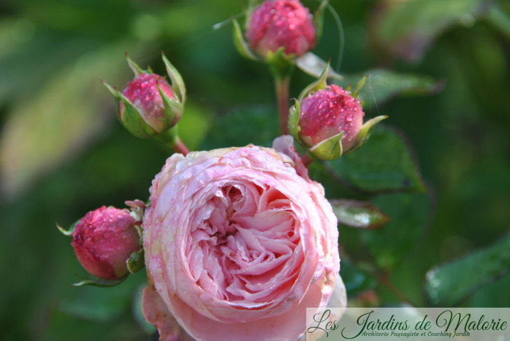 rosa 'Maria Theresia'