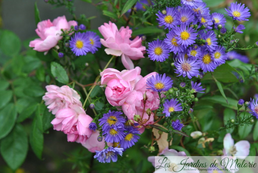 rosa 'Belle de Sardaigne' et aster 'Blue Wonder'