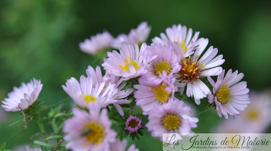 aster 'Kylie'