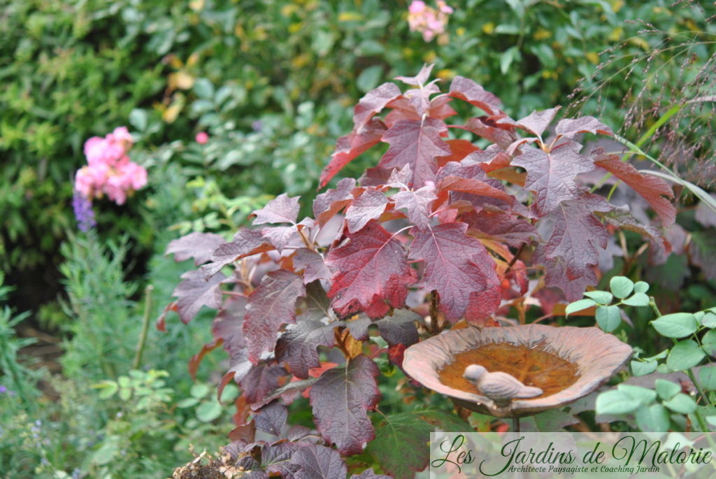 hydrangea quercifolia 'Burgundy' en habit d'automne