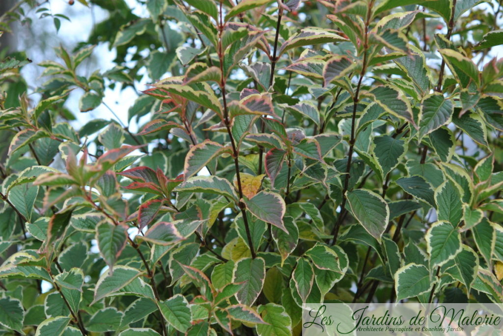 Wegelia variegata