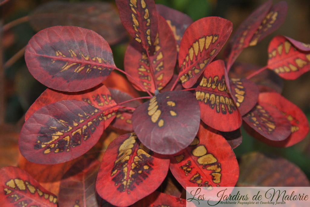 feuillage d'automne du cotinus coggygria 'Royal purple'
