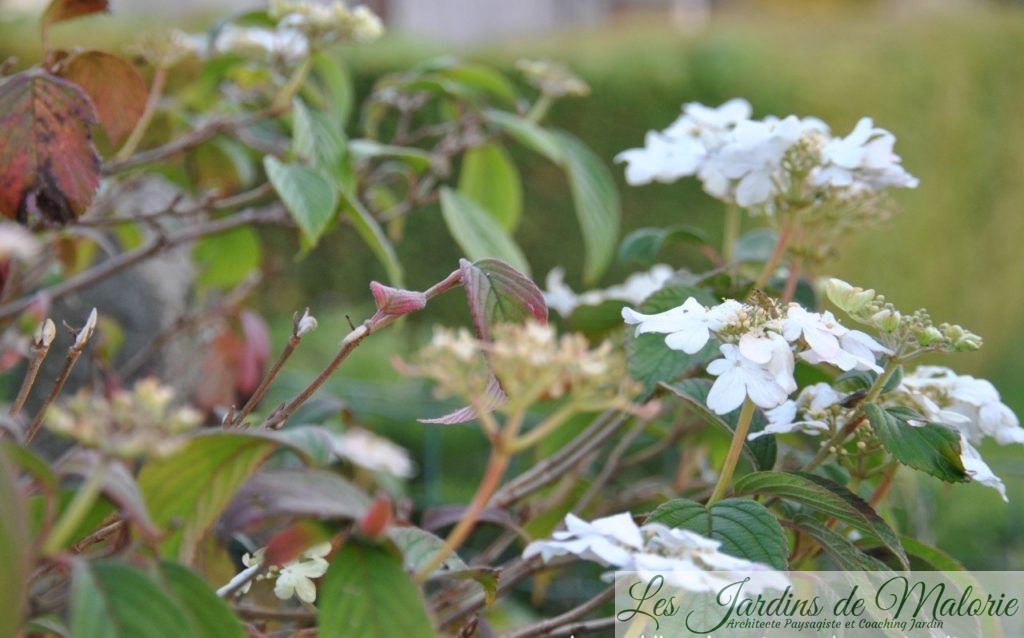 Chroniques de mon jardin: Fleurs blanches de Novembre - Les Jardins de  Malorie