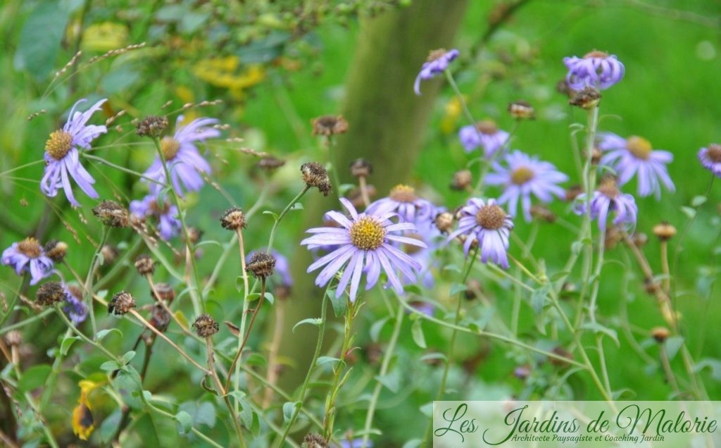 Chroniques de mon jardin: Fleurs bleu-violet de Novembre - Les Jardins de  Malorie