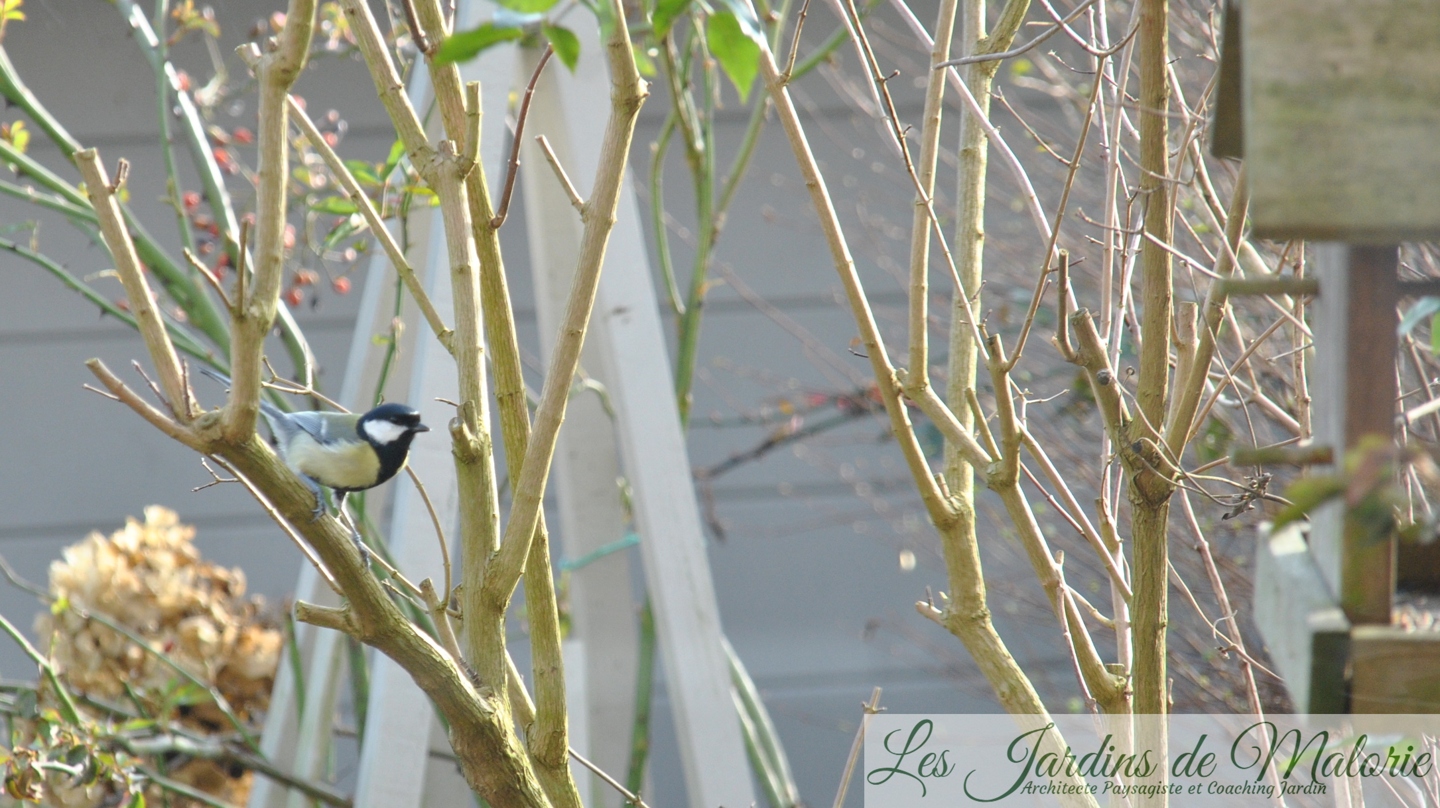 Oiseaux Les Jardins De Malorie