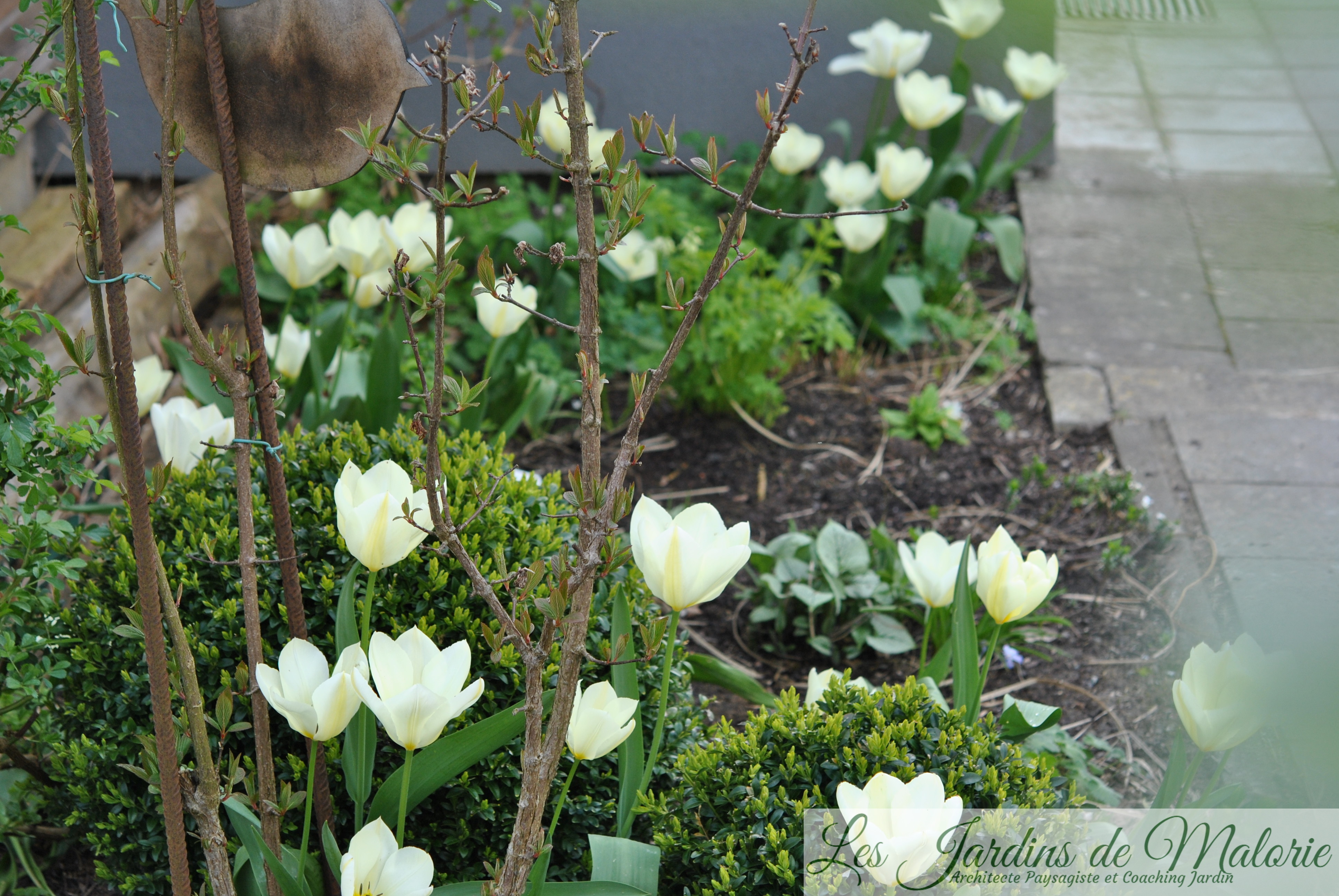 🌷 6 belles variétés de tulipes blanches - Les Jardins de Malorie