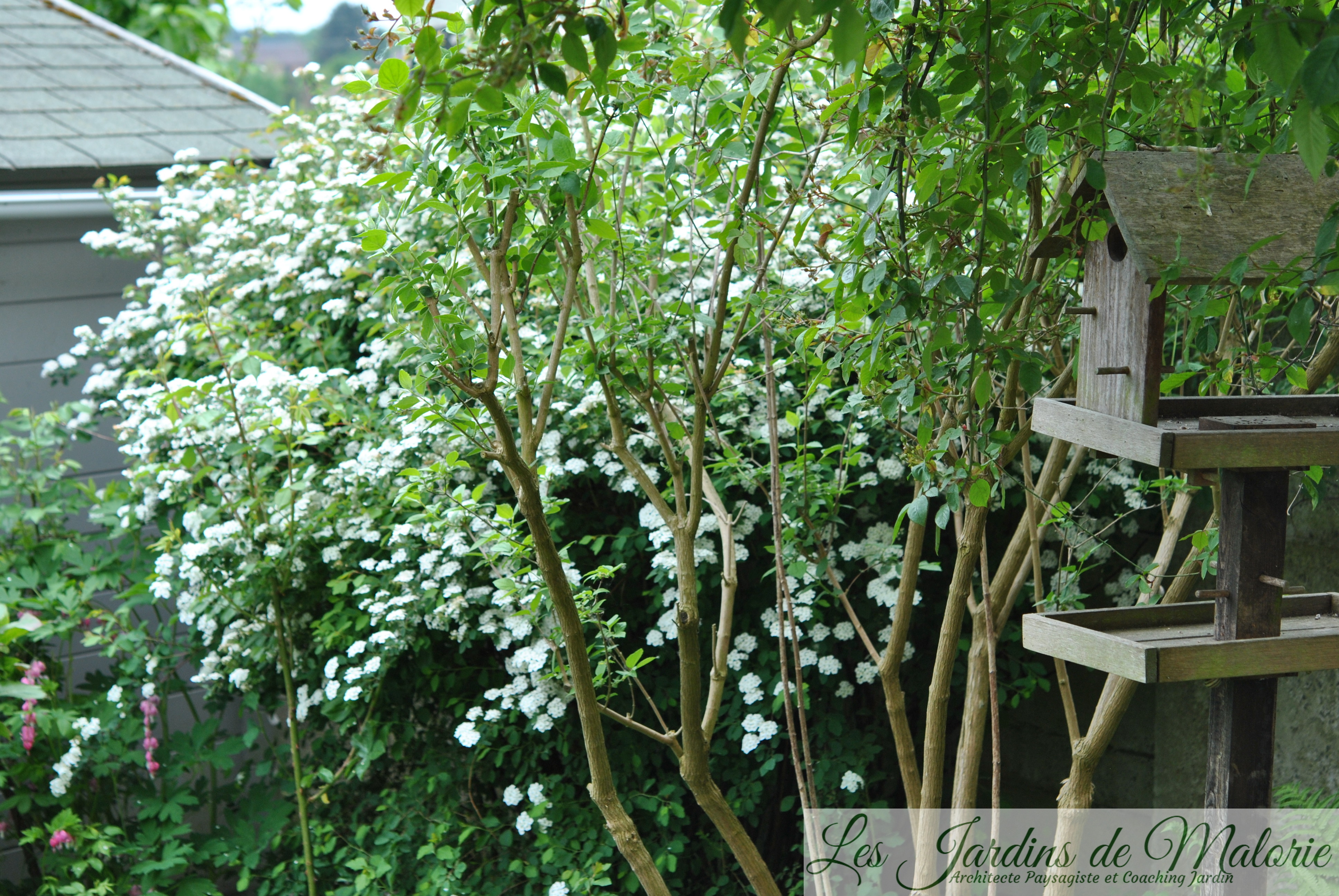 spiraea van houttei - Les Jardins de Malorie