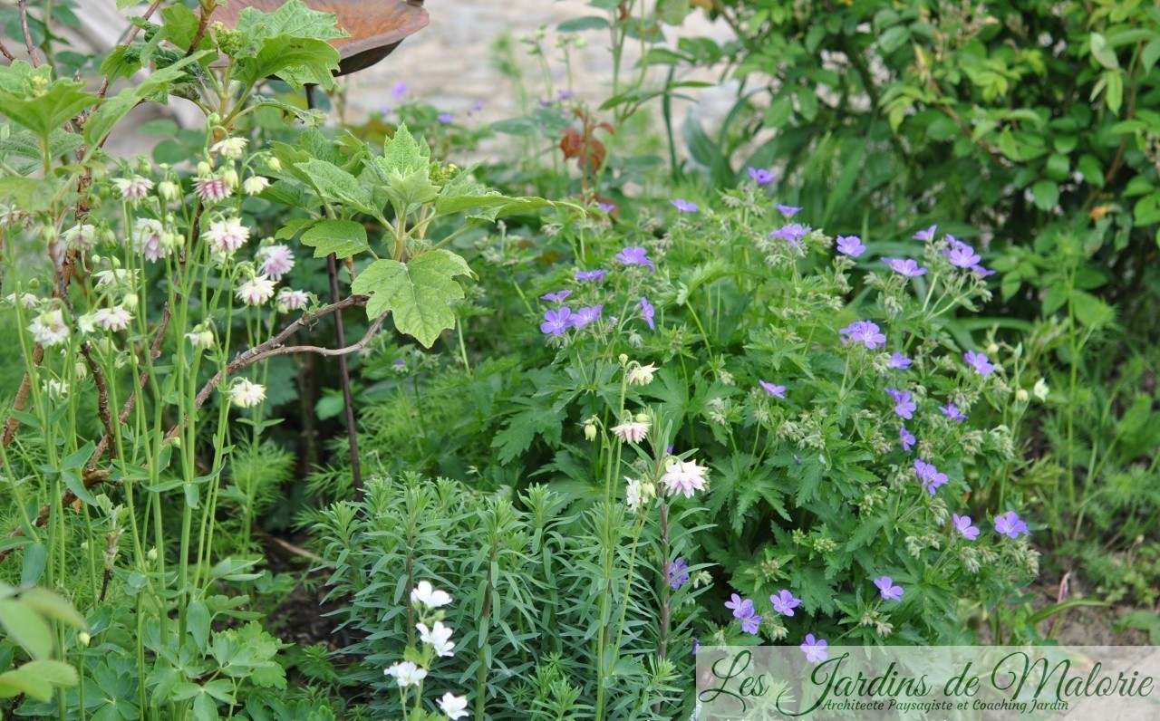 Un Matin Suspendu Au Fond De Ton Jardin Chroniques de mon jardin : Contemplation... - Les Jardins de Malorie
