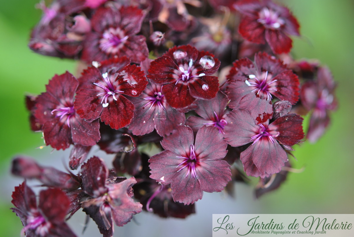 Lesjardinsdemalorie Facebook Lesjardinsdemalorie Facebook