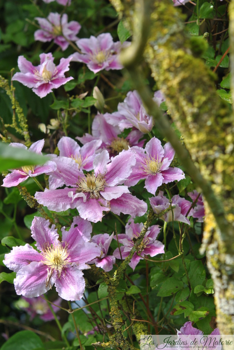 Jardin Welekete Une Tourne Marathonjardin Malorie Jardin Welekete Une Tourne Marathonjardin Malorie