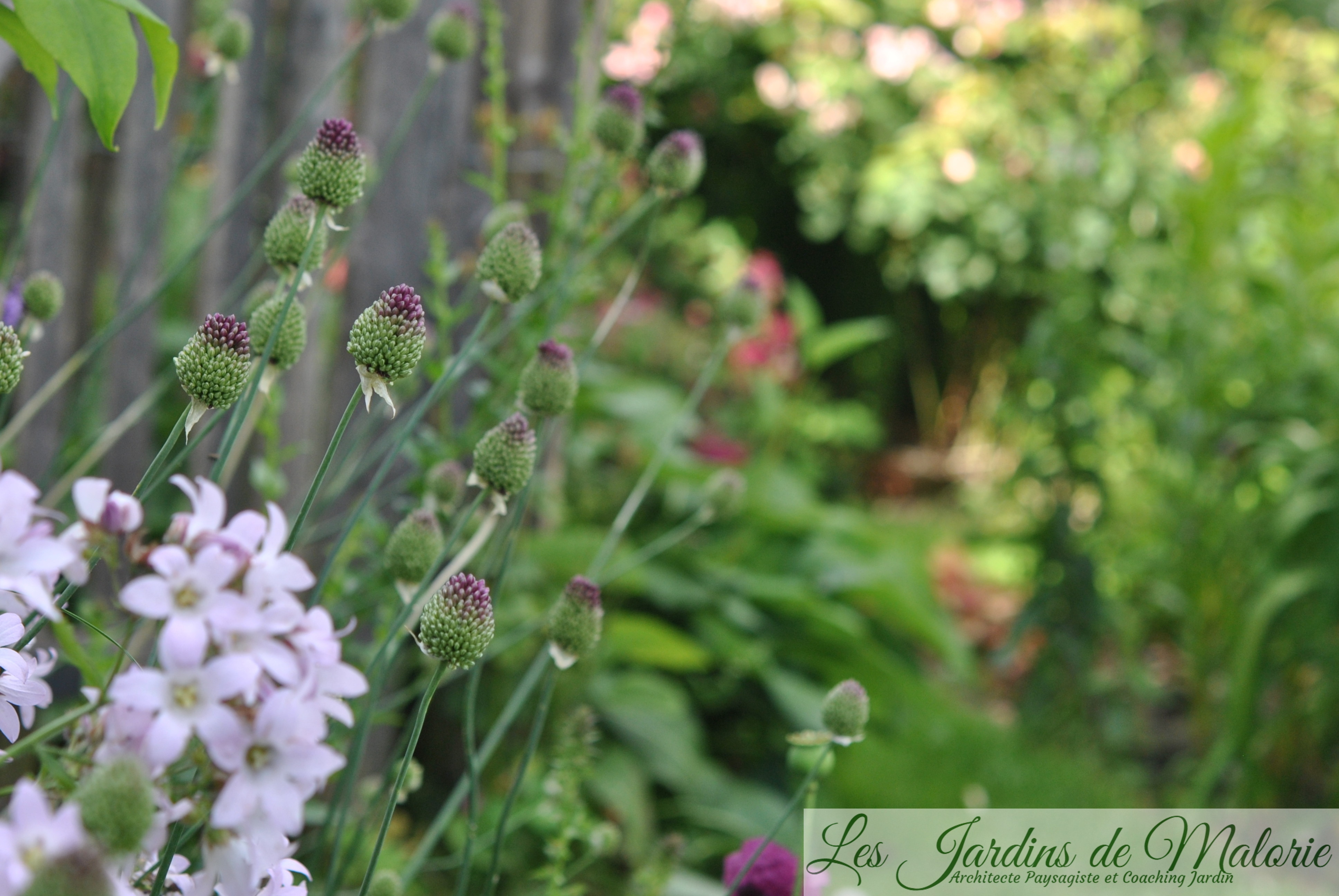 Allium Les Jardins De Malorie