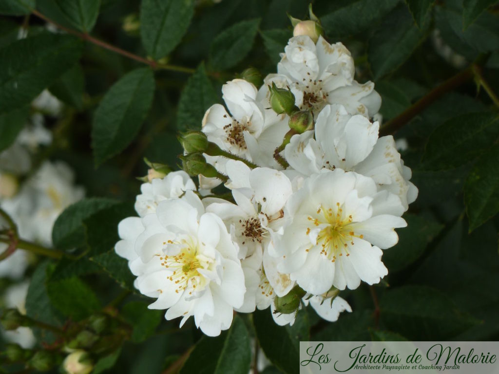 rosier 'Guirlande d'Amour'
