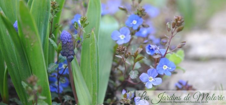 Véronique rampante : une mignonne aux fleurs bleu azur