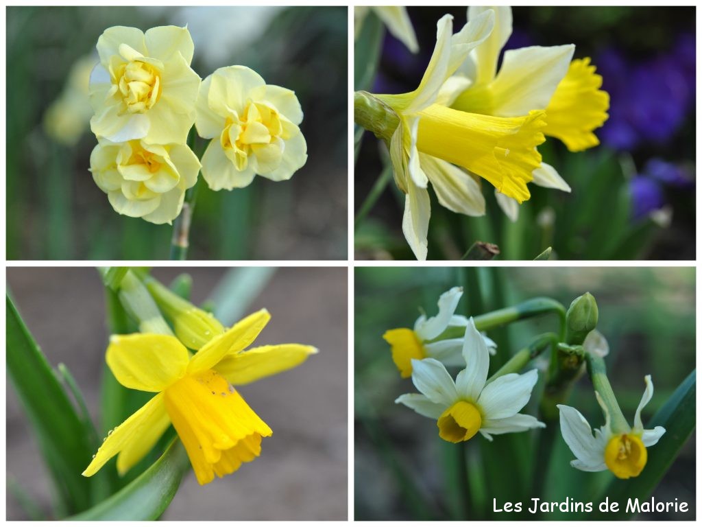 🌻 Fleurs jaunes du début du printemps - Les Jardins de Malorie
