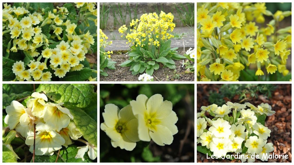 🌻 Fleurs jaunes du début du printemps - Les Jardins de Malorie