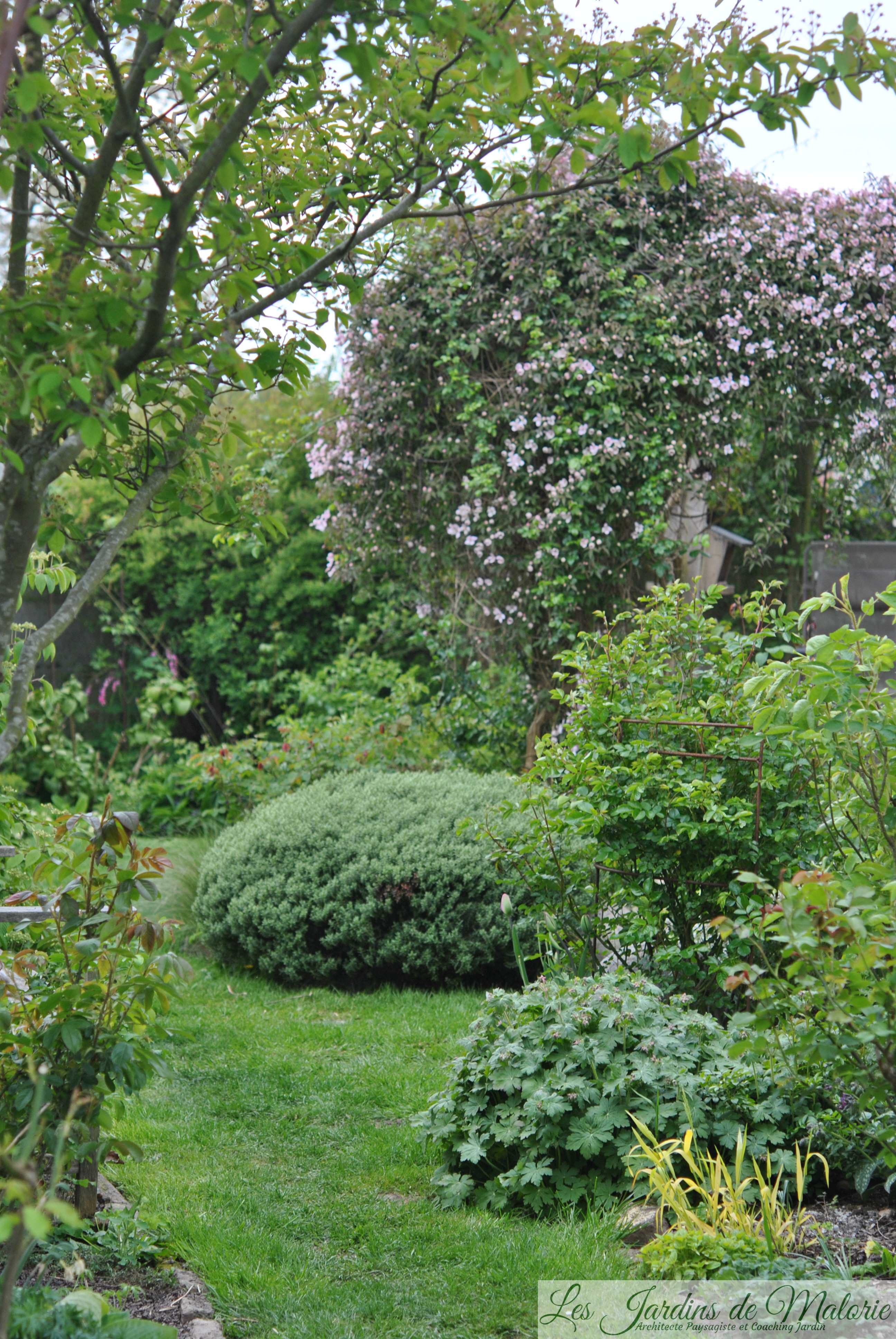 allée hebe - Les Jardins de Malorie