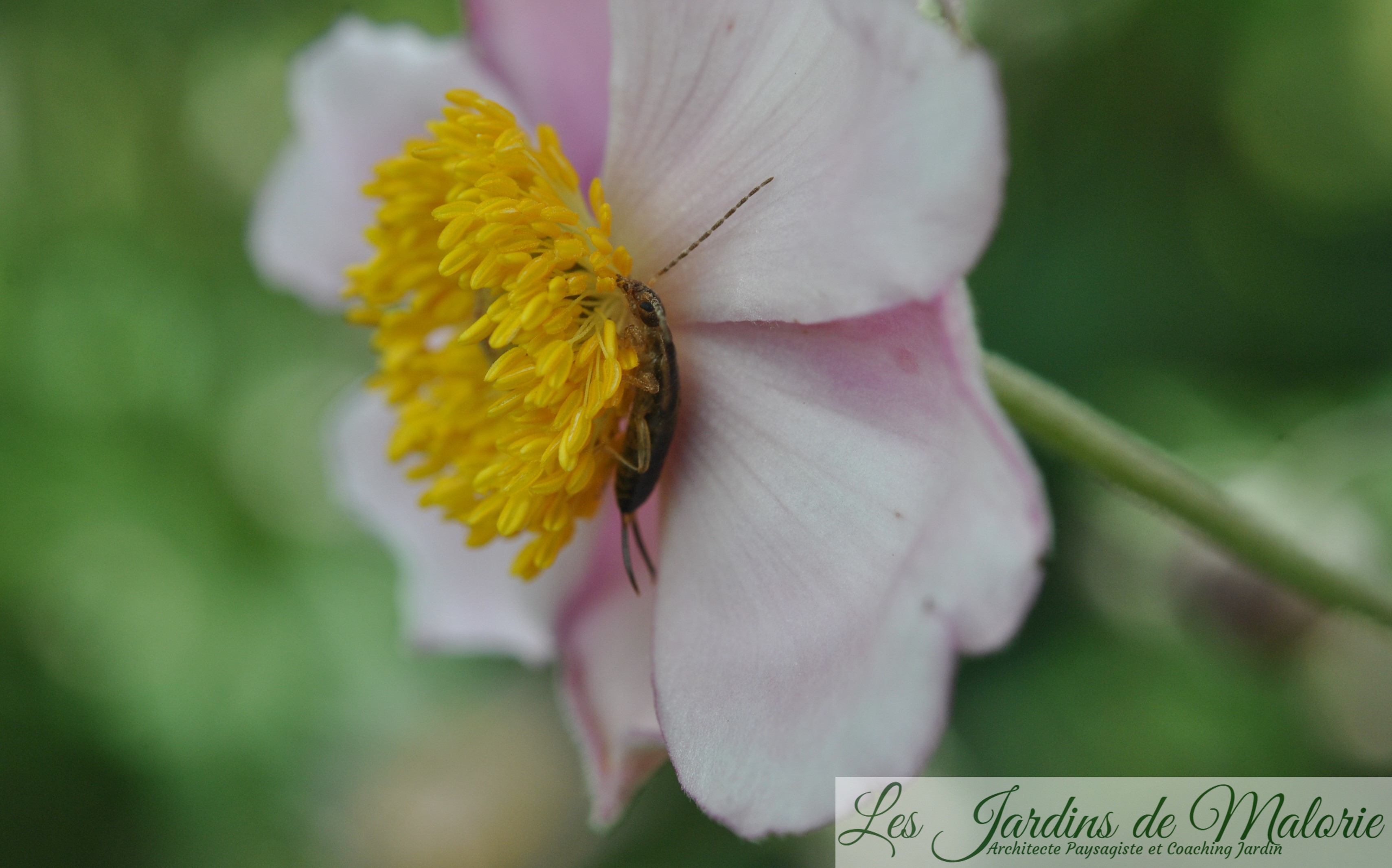 forficule, perceoreille Les Jardins de Malorie