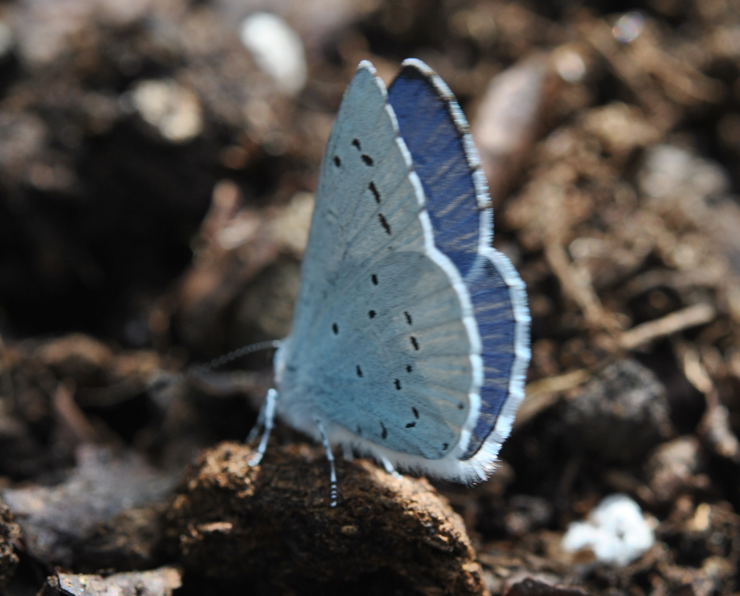 Papillon argus bleu