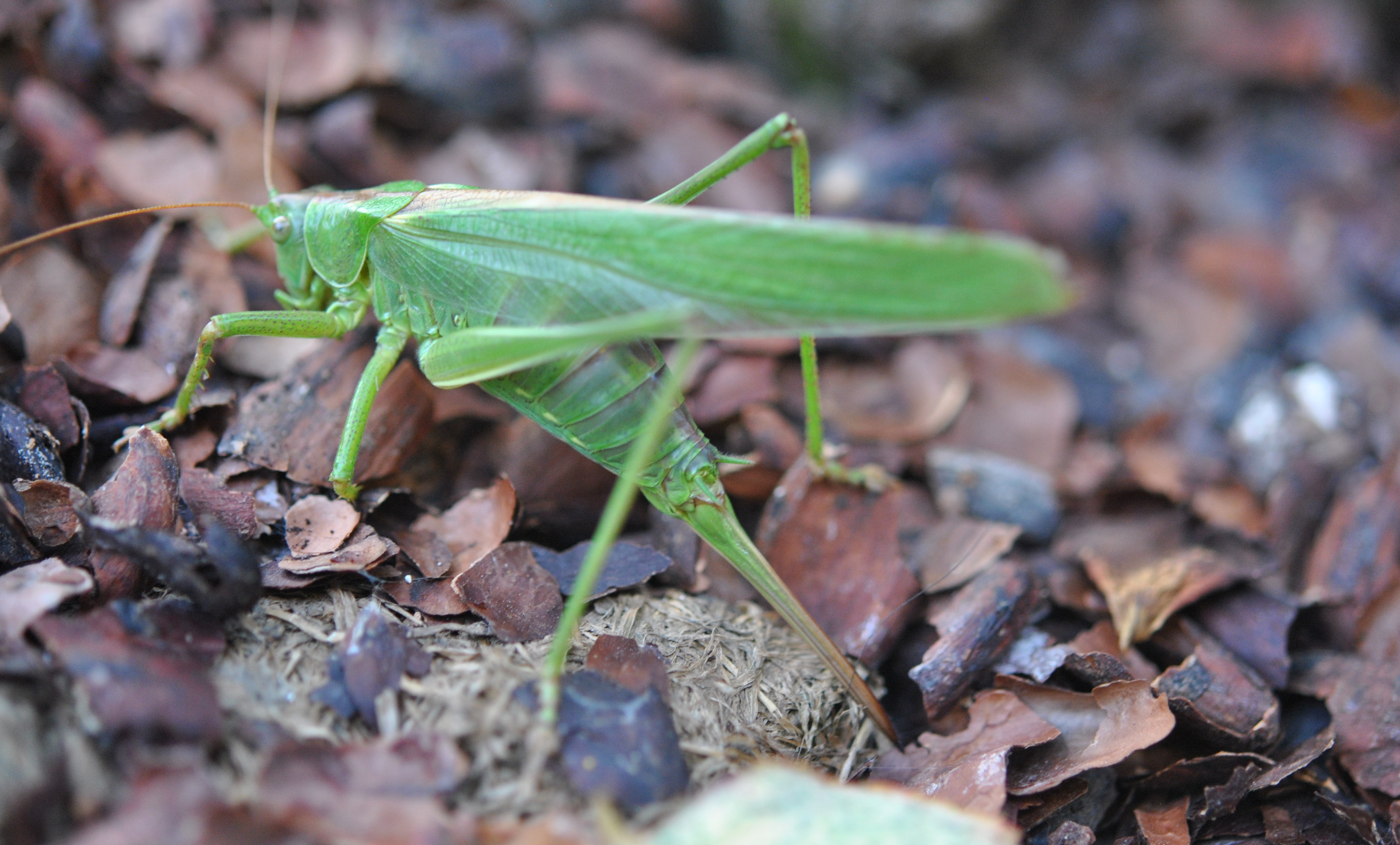 sauterelle Les Jardins de Malorie