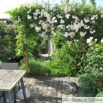 Quels rosiers pour fleurir une pergola?
