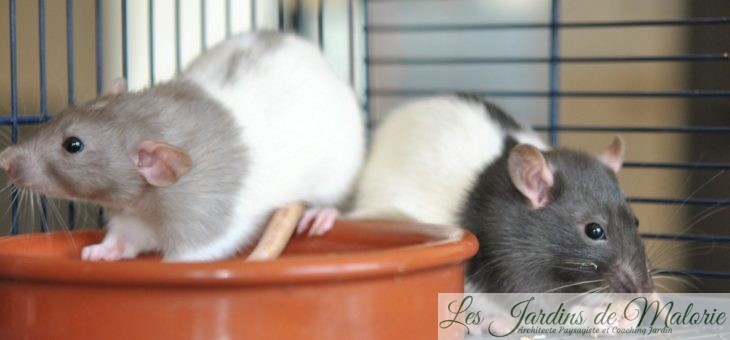 🐭 Nouveaux petits compagnons: nos rats